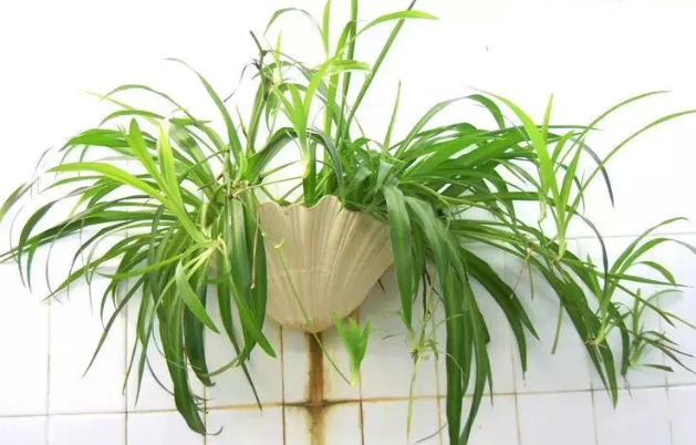 家里放這些花，讓全家更長(zhǎng)壽！