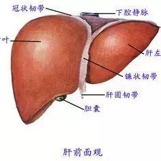 美容師必知的肝膽排毒原理與話術(shù)！
