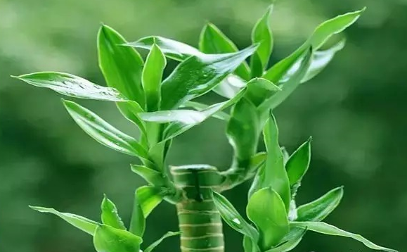 家里放這些花，讓全家更長(zhǎng)壽！