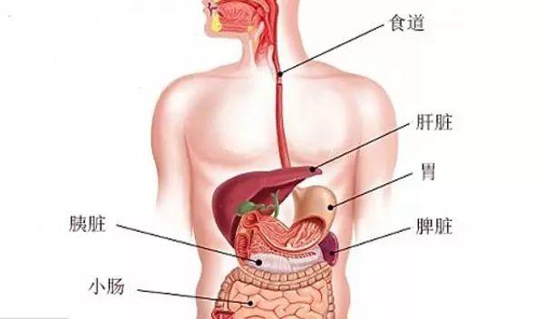 美容師必知的肝膽排毒原理與話術(shù)！
