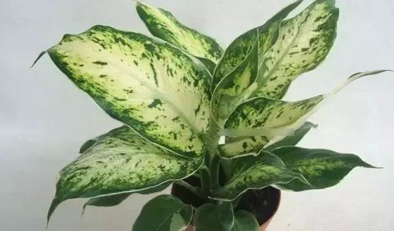 家里放這些花，讓全家更長(zhǎng)壽！